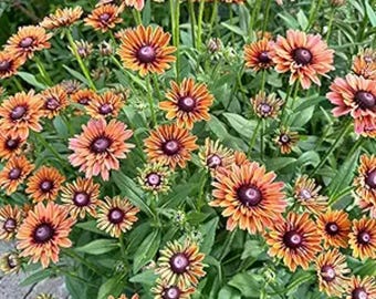 500 Black Eyed Susan Seeds – Rudbeckia Heirloom non-GMO oranjegele wilde bloementuin bloemenzaden