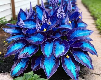Semillas de Hosta Azul Medianoche (más de 200): Planta perenne rara para jardín de sombra