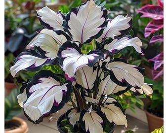 Weiss Schwarzer Elefant Ohr Samen - Tropische herzförmige Laubpflanze für Gärten & Töpfe