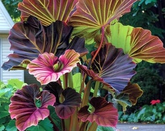 Roze paars-groene olifantenoorbellen – tropische schaduwplant voor in de tuin en in potten