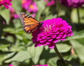 310+ gigantische Zinnia-zaden – niet-GGO-vrije hoge snijbloem jaarlijkse erfstukzaden voor beplanting in de achtertuin
