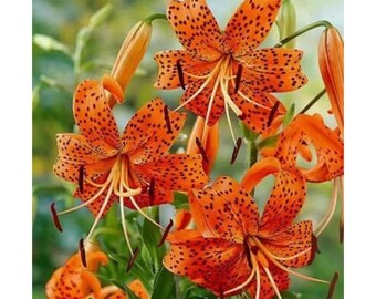 50PCS Orange Tiger Lily Seeds – Rare Heirloom Flower Seeds for Outdoor Garden Planting