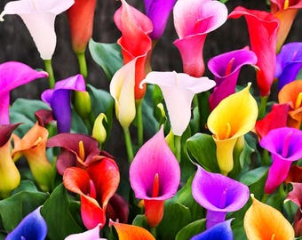 100 semillas mixtas de calas: hermosas semillas de flores perennes de colores para plantar.