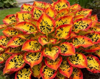 Geeloranje Hosta Seeds 305+ – Zeldzame meerjarige schaduwtuinplantenmix voor bodembedekkers en borders