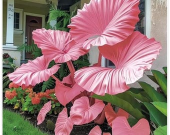 Bloembollen roze olifantenoor – tropische schaduwtuinplant, sierblad voor in potten en buiten
