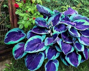 Purple & Blue Hosta Seeds 200+ – Perennial Shade Garden Plant, Heirloom Non-GMO