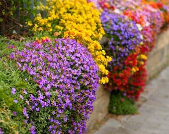 Más de 1018 semillas de lobelia trepadora mixta – Raras flores perennes de jardín con porte rastrero.