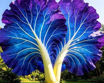 Blauwpaarse olifantenoorbellen – schaduwtolerante tropische bladplant voor tuin en potten