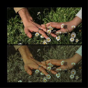 May include: Two hands reach out to touch a field of white daisies. The hands are wearing silver rings.