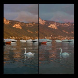 Puede incluir: Un cisne blanco nada en un lago con monta&ntilde;as al fondo. Varios barcos est&aacute;n atracados en el agua, algunos cubiertos con lonas blancas.