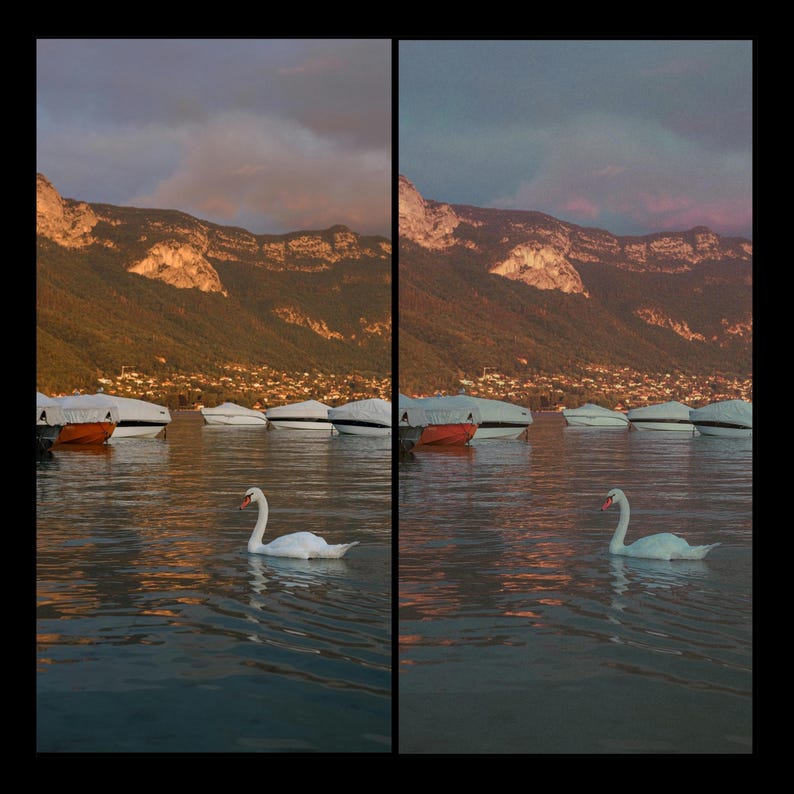 Puede incluir: Un cisne blanco nada en un lago con monta&ntilde;as al fondo. Varios barcos est&aacute;n atracados en el agua, algunos cubiertos con lonas blancas.