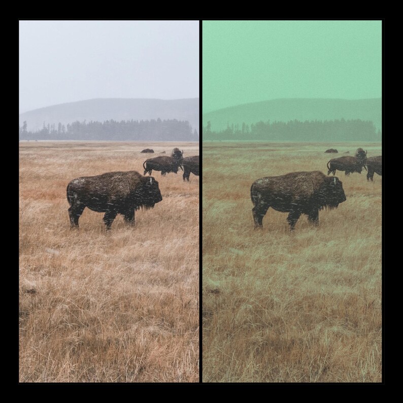 May include: A herd of bison grazing in a field of tall grass. The bison are brown and black, and the grass is a light brown color. The sky is a light blue color, and there are some trees in the background.
