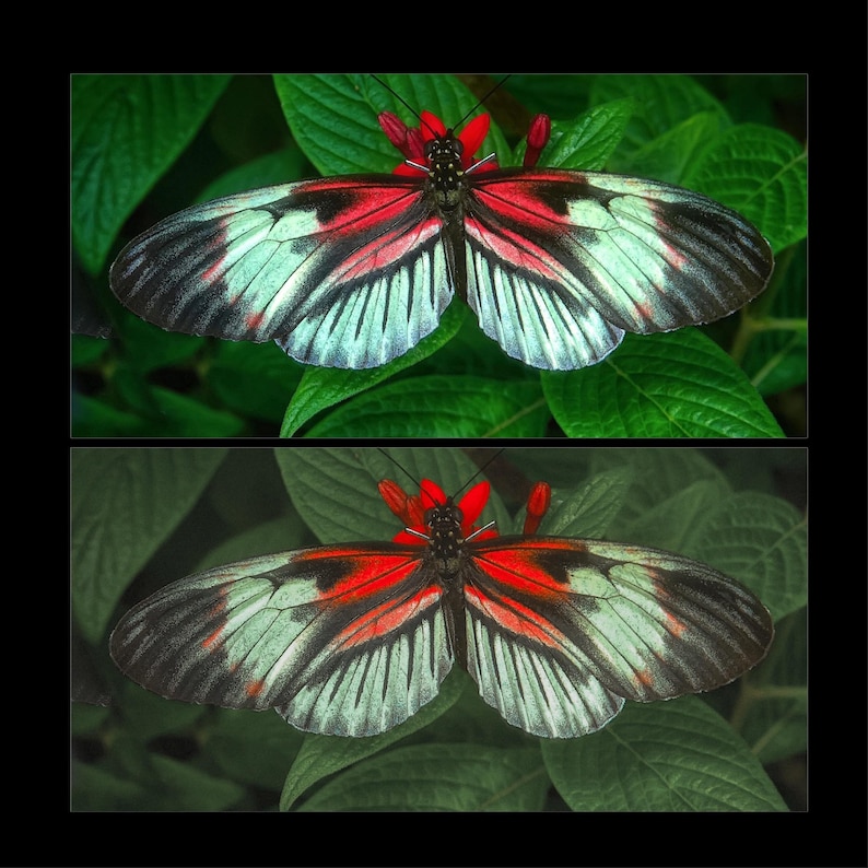Puede incluir: Una mariposa negra, blanca y roja con las alas extendidas. La mariposa est&aacute; posada en una hoja verde.