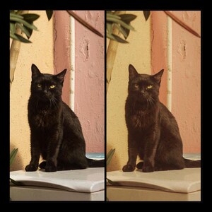 Puede incluir: Un gato negro con ojos amarillos sentado en una superficie blanca frente a una pared rosa y amarilla. El gato est&aacute; mirando directamente a la c&aacute;mara.