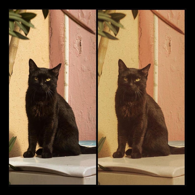 Puede incluir: Un gato negro con ojos amarillos sentado en una superficie blanca frente a una pared rosa y amarilla. El gato est&aacute; mirando directamente a la c&aacute;mara.