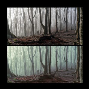 Puede incluir: Una escena de bosque brumoso con &aacute;rboles altos y desnudos en el fondo. El suelo est&aacute; cubierto de hojas y ramas ca&iacute;das. La escena est&aacute; iluminada por una luz suave y difusa.