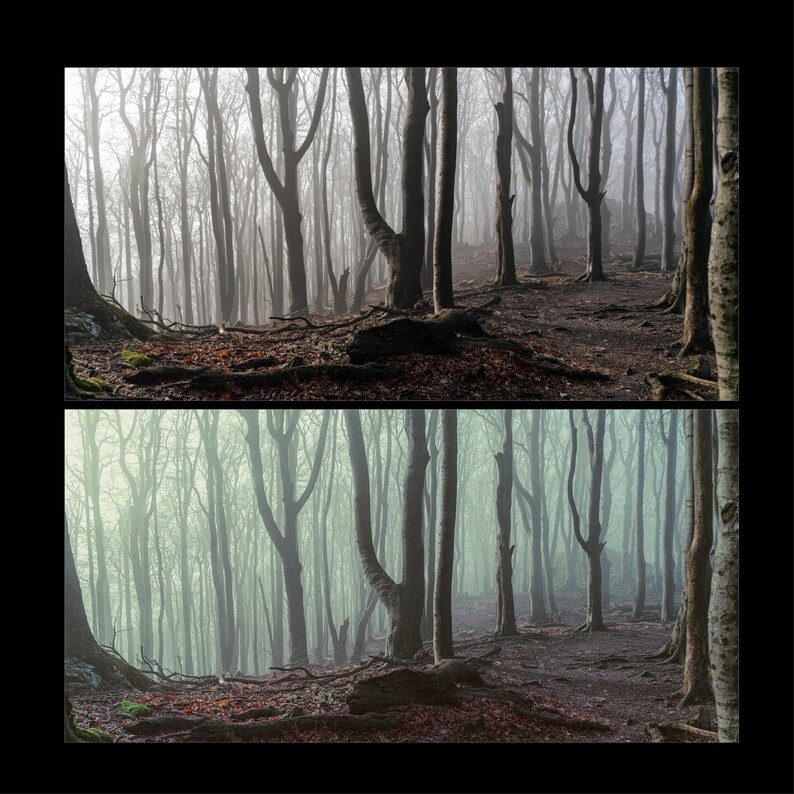 Puede incluir: Una escena de bosque brumoso con &aacute;rboles altos y desnudos en el fondo. El suelo est&aacute; cubierto de hojas y ramas ca&iacute;das. La escena est&aacute; iluminada por una luz suave y difusa.
