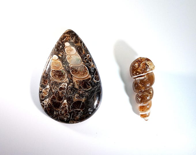 Turritella Agate Fossil Designer Cabochon Plus Bonus Agatized Shell - Etsy