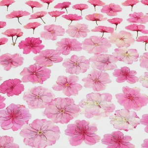 May include: An overhead shot displays numerous pink pressed flowers scattered across a white surface. The flowers vary in size and shade, ranging from light to deep pink, with visible details of petals and stems. The arrangement creates a delicate, floral pattern.