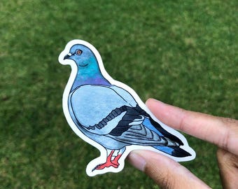 Pigeon bird sticker