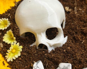 Skull Head Tarantula Hide