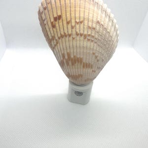 Seashell nightlight