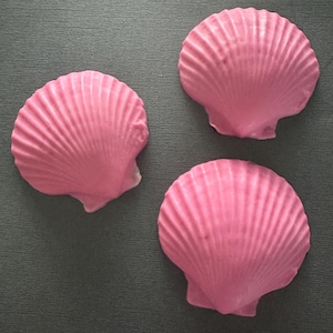 Può includere: Tre conchiglie rosa a ventaglio disposte su una superficie grigio scuro. Le conchiglie hanno una consistenza a coste e una finitura liscia e lucida. Le conchiglie sono di una tonalità rosa vibrante e lo sfondo offre un contrasto neutro.