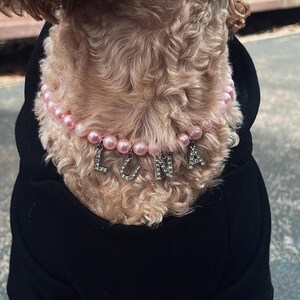 Może przedstawiać: Jasnobrązowy pies w czarnej kurtce i różowym naszyjniku z pereł. Naszyjnik wymawia imię "LUNA" srebrnymi literami. Sierść psa jest kręcona i jasnobrązowa.