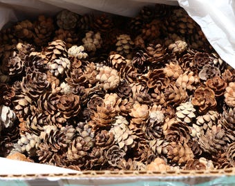 1000 kleine miniatuurdennenappels- oosterse hemlock-dennenappels- baby- klein- knutselen- natuurlijk, niet schoongemaakt, schattigheid!