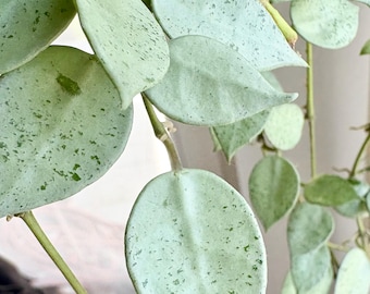 Hoya Lacunosa 'Mint Coin' – Stek, zonder wortels, 1-2 blaadjes, met zilverachtig glinsterende bladeren | Wasbloem, plant