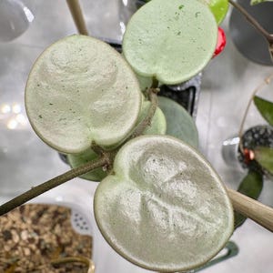 Hoya Mathilde 'Grey Fairy' | EXTREMT SÄLLSYN | Stickling, utan rot, 1-2 blad | Enhörningsväxt