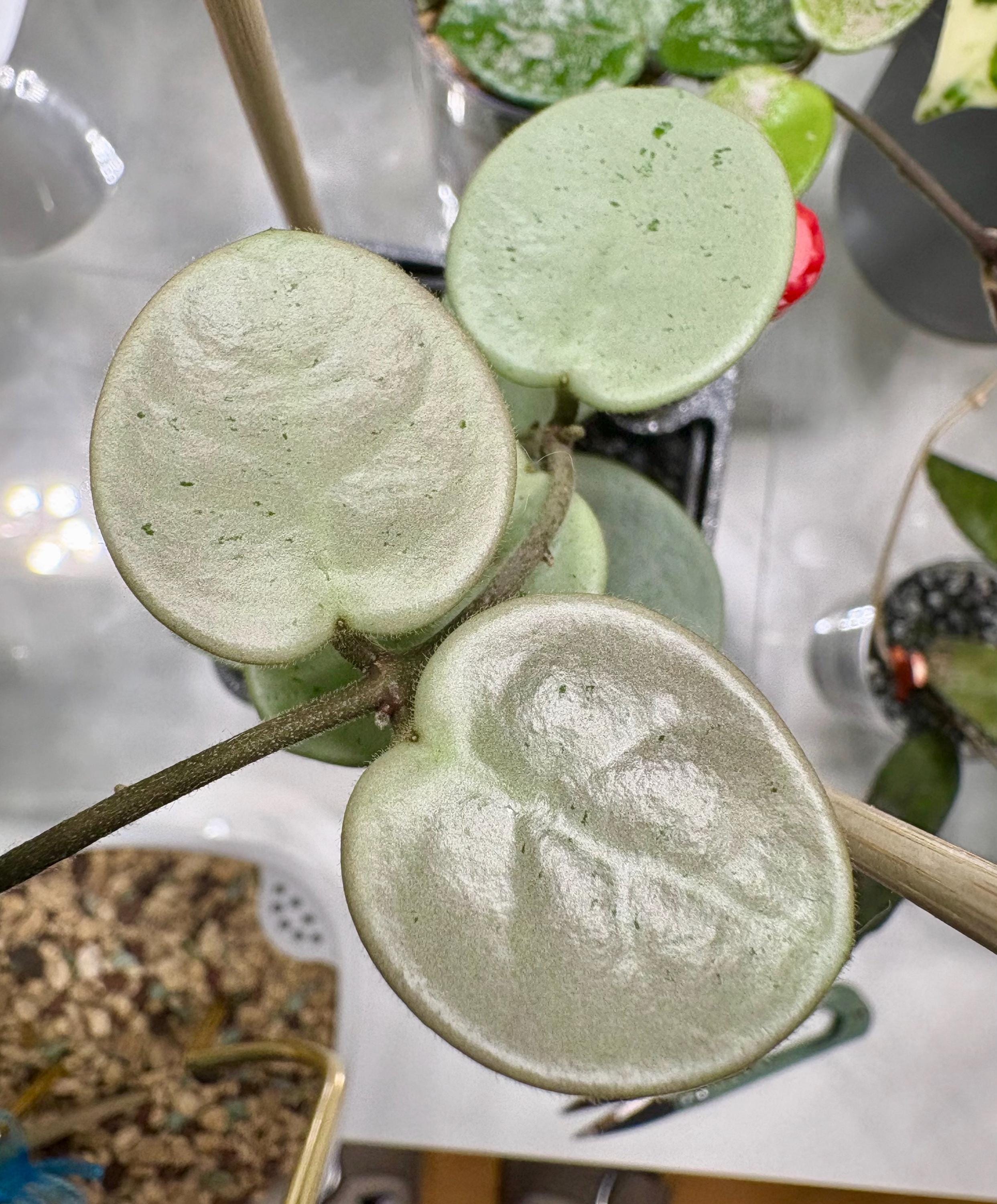 ホヤ　マダラ　 angel Hoya madara snow angel - Etsy Polska