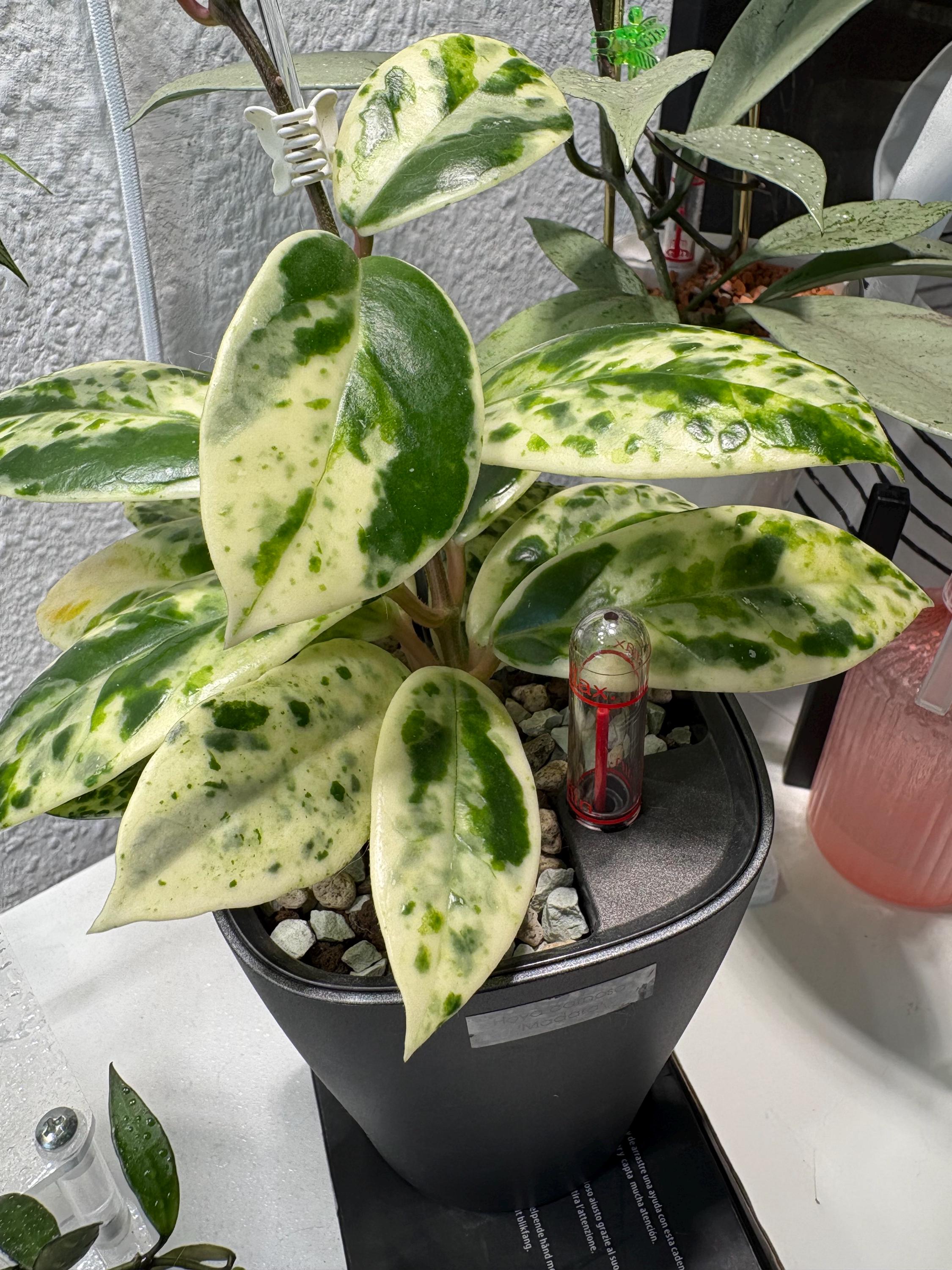 ホヤ　マダラ　 angel Hoya madara snow angel - Etsy Polska