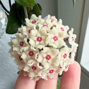 Hoya Mathilde stickling – utan rot, 4-6 blad