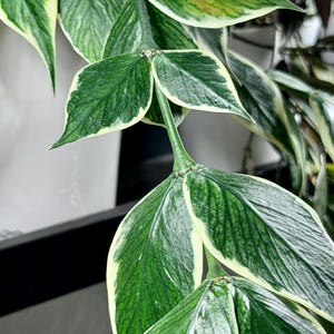 Pode incluir: Close-up de uma planta rasteira com folhas verdes vibrantes bordadas em branco creme. As folhas têm uma aparência texturizada com veias proeminentes, criando um contraste marcante. Os caules da planta são visíveis.
