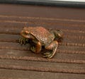 Vintage bronze carved toad statue. Baubles Ornaments product logo