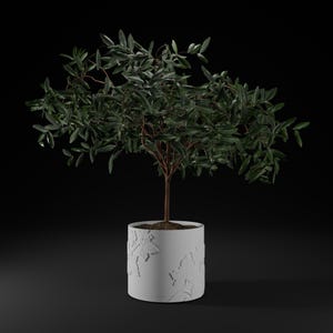 Puede incluir: Una pequeña planta verde de hojas en una maceta de cerámica blanca con un diseño de hojas. La maceta es cilíndrica y tiene una superficie lisa.