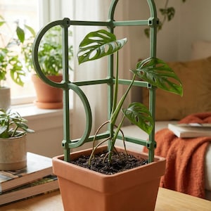 May include: A Monstera plant in a terracotta pot, supported by a green metal trellis. The plant has distinctive, perforated green leaves. The trellis has a geometric design. The pot sits on a wooden surface.