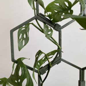 Op de afbeelding: Een groene plant met grote bladeren die omhoog groeit langs een zeshoekig tralie. Het tralie is gemaakt van donkergroen plastic.