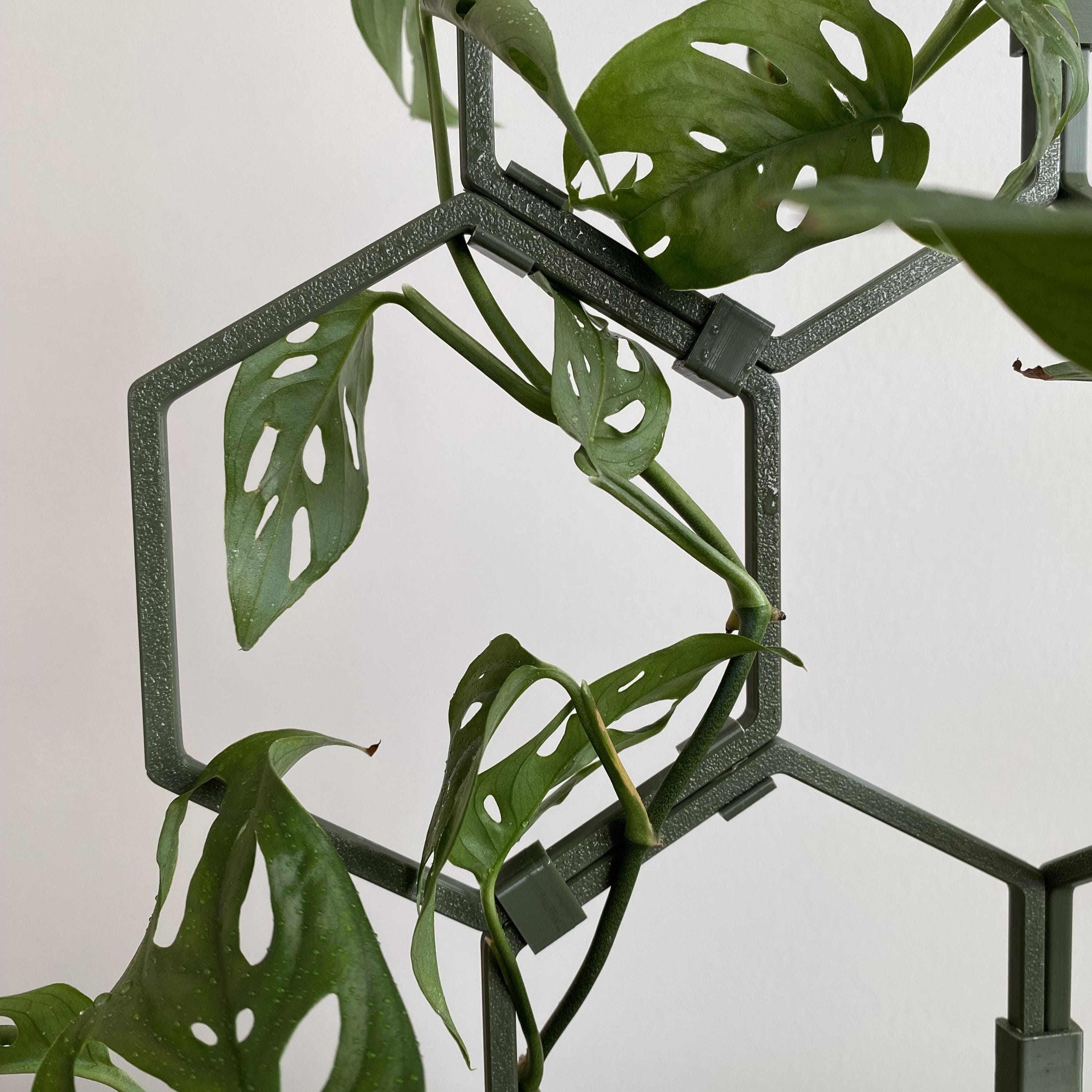 monstera blattform Monstera Super White