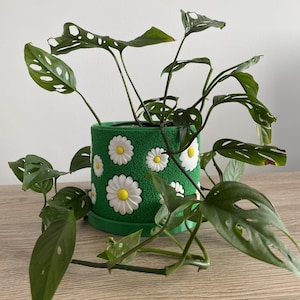 May include: A green potted plant with white daisy-shaped flowers on the pot. The plant has large, green leaves with holes in them.
