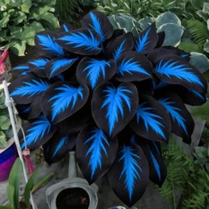 May include: A close-up of a Calathea plant with dark green leaves and striking blue vein patterns. The plant has multiple heart-shaped leaves, creating a lush, full appearance. The blue veins create a vibrant contrast against the dark green foliage.