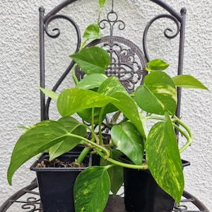 May include: Two black square pots containing a green and yellow pothos plant. The plant sits on a decorative metal chair with a scrolled back. The leaves are heart-shaped with yellow variegation.