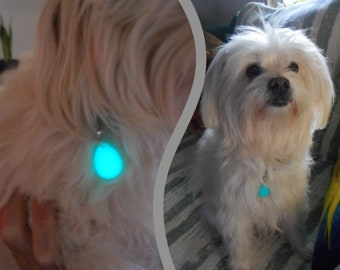 Glow in the dark Pet Tag Dog Jewelry Cat Jewelry Key Charm Phone Charm Purse Charm collar charm Dog Tags Cat Tags