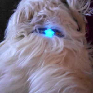 Glow in the dark Pet Tag Dog Jewelry Cat Jewelry Key Charm Phone Charm Purse Charm collar charm Dog Tags Cat Tags image 4