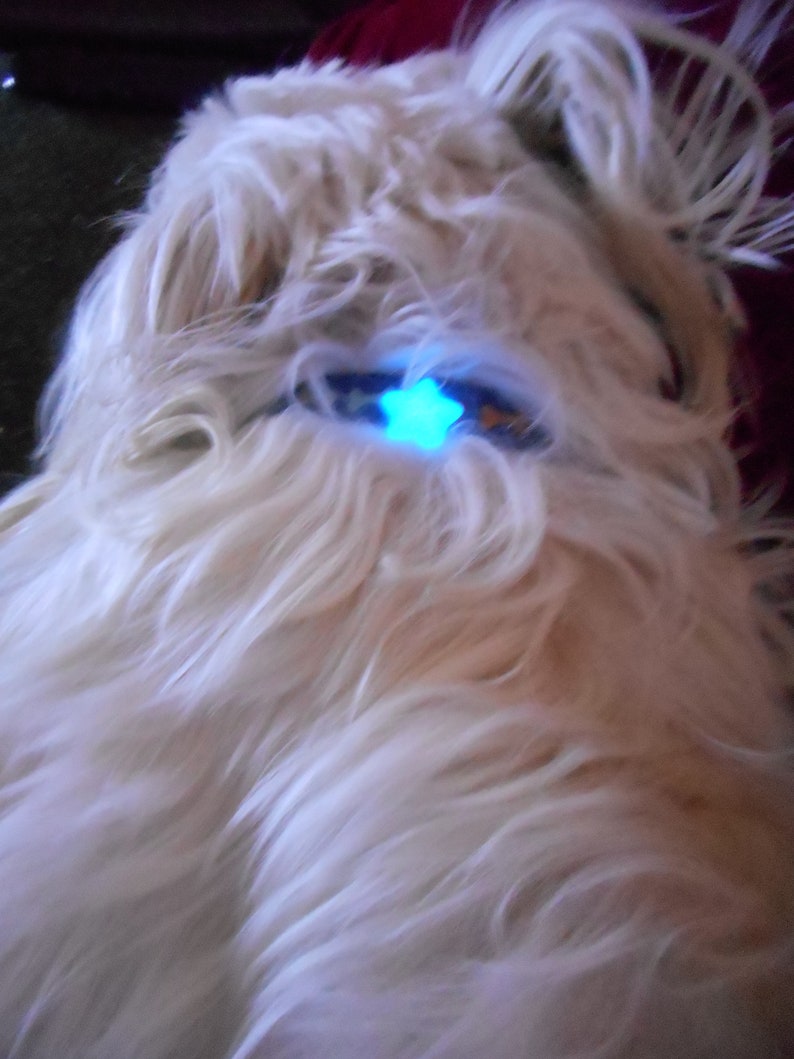 Glow in the dark Pet Tag Dog Jewelry Cat Jewelry Key Charm Phone Charm Purse Charm collar charm Dog Tags Cat Tags image 4