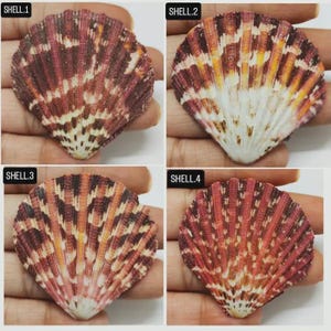 May include: Four colorful scallop seashells with intricate patterns. Shell 1 features burgundy, white, and brown hues. Shell 2 has orange, yellow, and white. Shell 3 displays orange, brown, and pink. Shell 4 is red and white. Each shell is held in a hand.