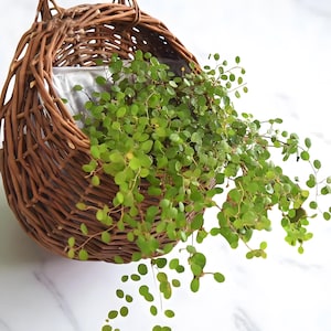 Könnte beinhalten: Ein hängender Weidenkorb, gefüllt mit einer rankenden grünen Pflanze. Der Korb ist aus braunem Weidengeflecht gefertigt und hat eine runde Form. Die Pflanze hat kleine, runde grüne Blätter, die über die Seiten des Korbs fallen.