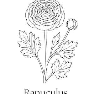 May include: Black and white line drawing of a ranunculus flower. The flower is in full bloom with layered petals, a bud, and detailed leaves. The word "Ranunculus" is written below the flower.