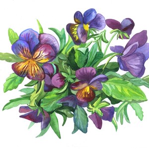 Stampa floreale ad acquerello di viole del pensiero, file digitale da stampare e decorare la tua casa/Stampe floreali/Arte botanica/STAMPABILE